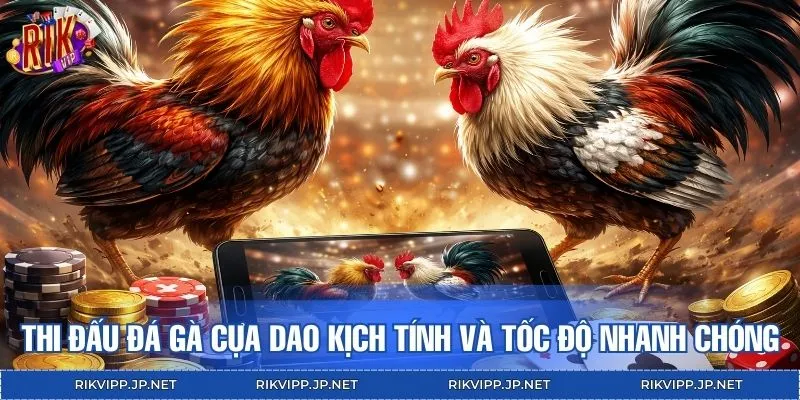 Thi đấu đá gà cựa dao kịch tính và tốc độ nhanh chóng
